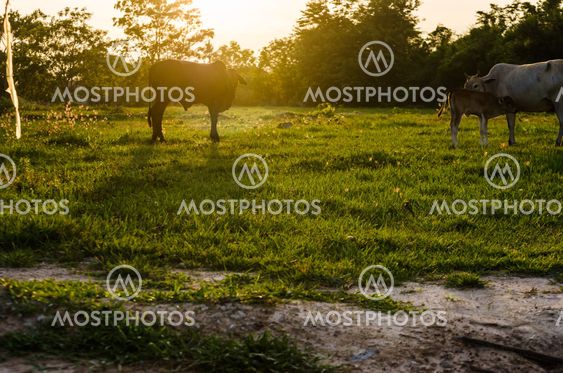 Cow and grass
