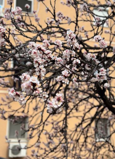 Blossoming tree branches against a pastel-colored...