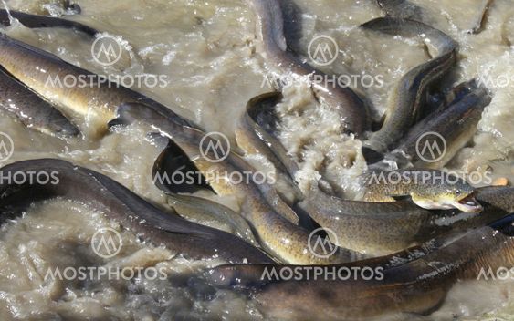 Native Australian Eels