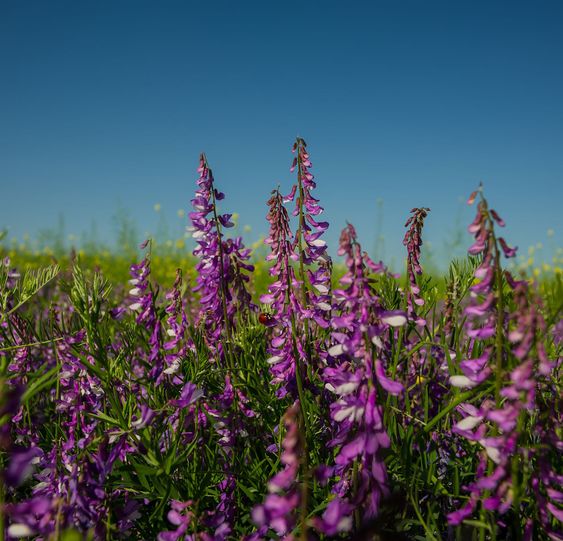 flowering plant