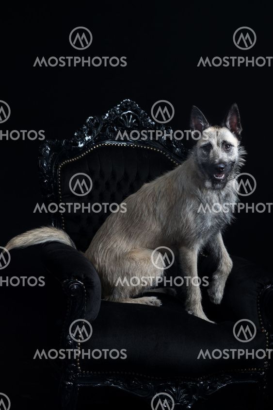 wire haired shepherd