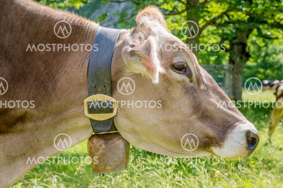 Profile of cow