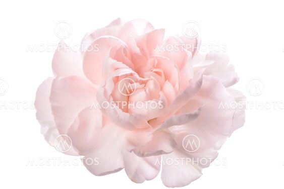 Closeup of pink carnation