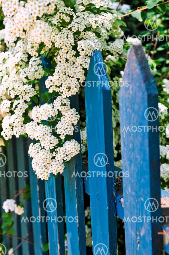 Blue fence with white flowers