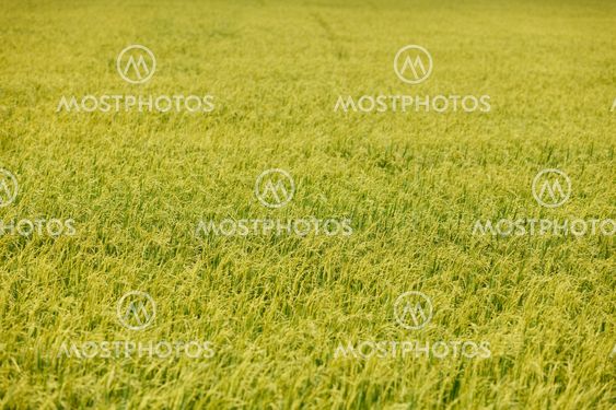 Green rice fields