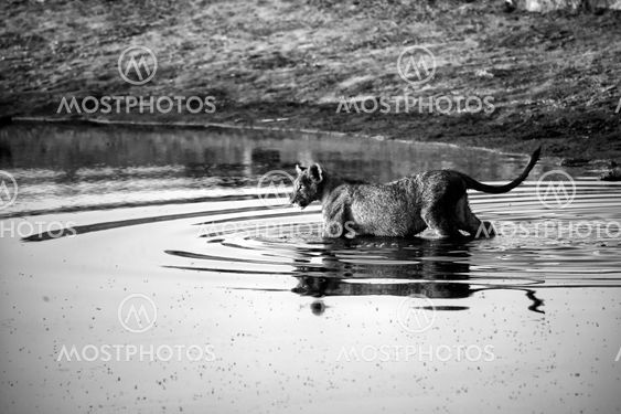 a lion crossing a waterhole at etosha national park