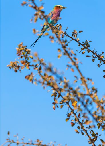 Lilac-breasted roller perched on branch.