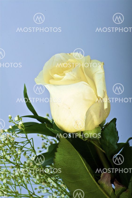 White Rose