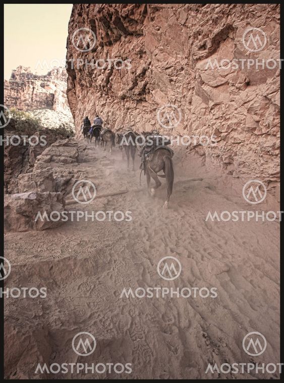 Mule Train