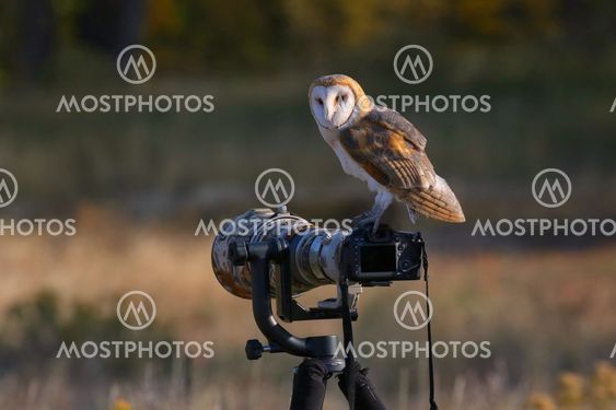 Barn owl sitting on a camera