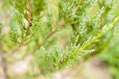 Juniper tree branch texture green needle background...
