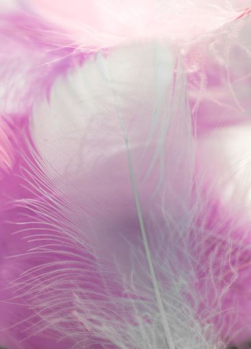 feather wallpaper. Feather Texture.Delicate Pink...
