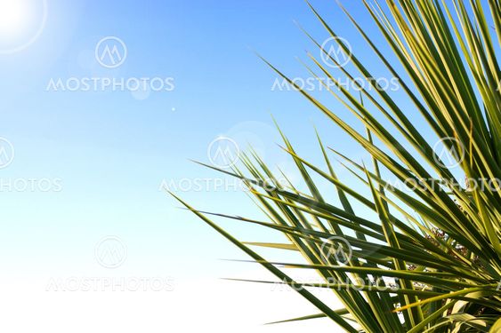 Palm leaves and beautiful blue sky. With lens flare.