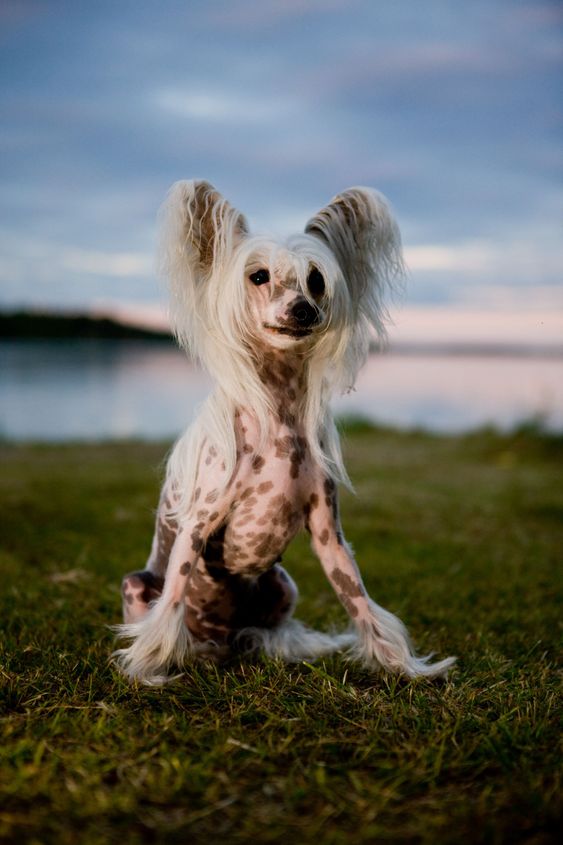 Hunden