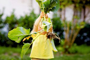 Cute lovely toddler girl with kohlrabi in vegetable...