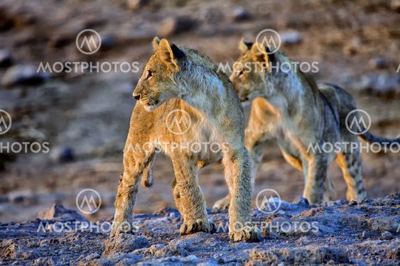 two lion cubs looking at an elephant at etosha national park namibia africa