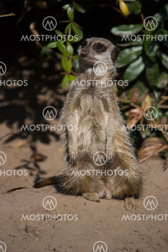Meerkat