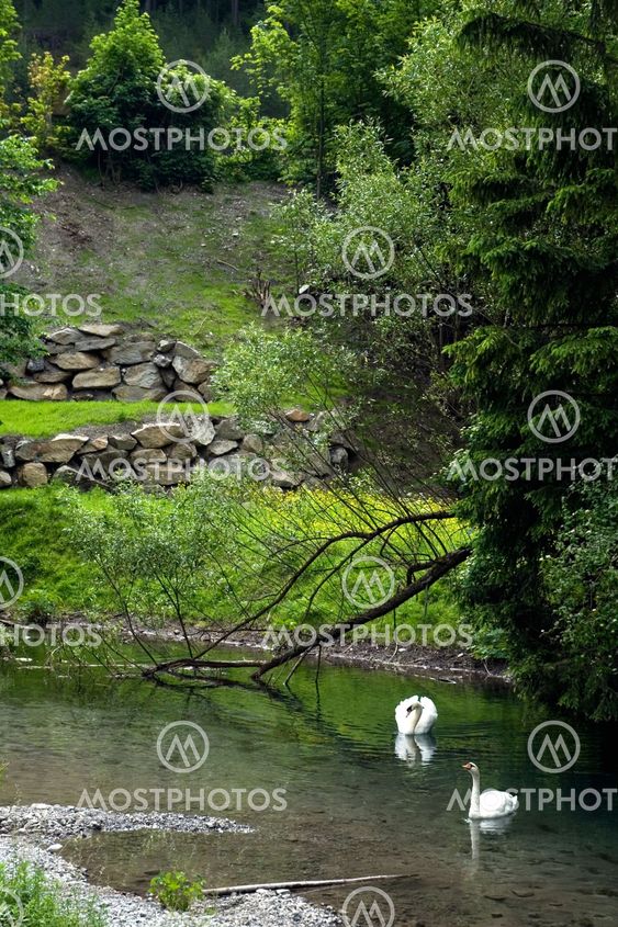 Swans in a landscape