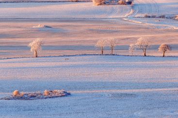 Frostigt träd vid en åker på vintern i skymningen