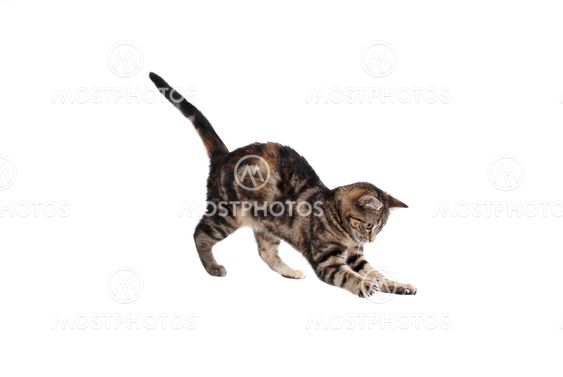 Pouncing Kitten