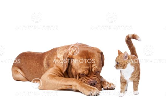 dog and Cat