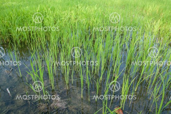 Seedlings of rice growing in paddy fields with water