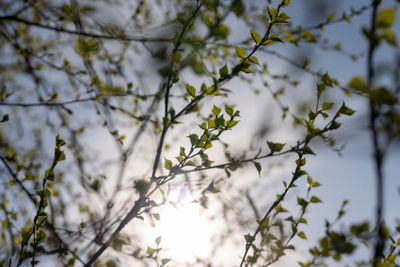 young birch with new green leaves in the spring season