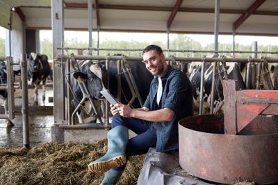 young man with tablet pc and cows on dairy farm