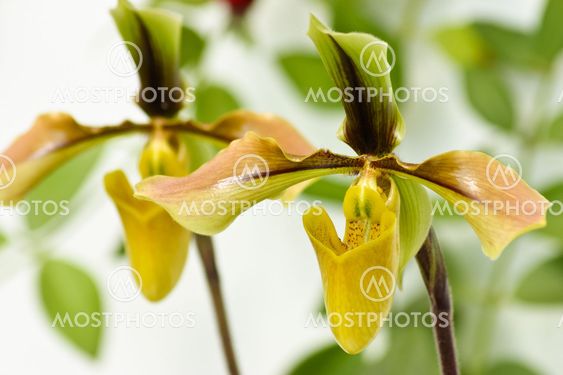 Close up of lady's slipper orchid (Paphiopedilum Callosum)