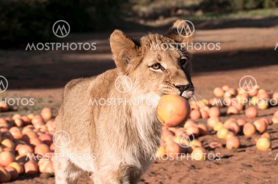 Lion - Löwe