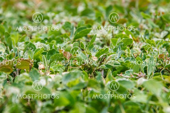Green leaves background