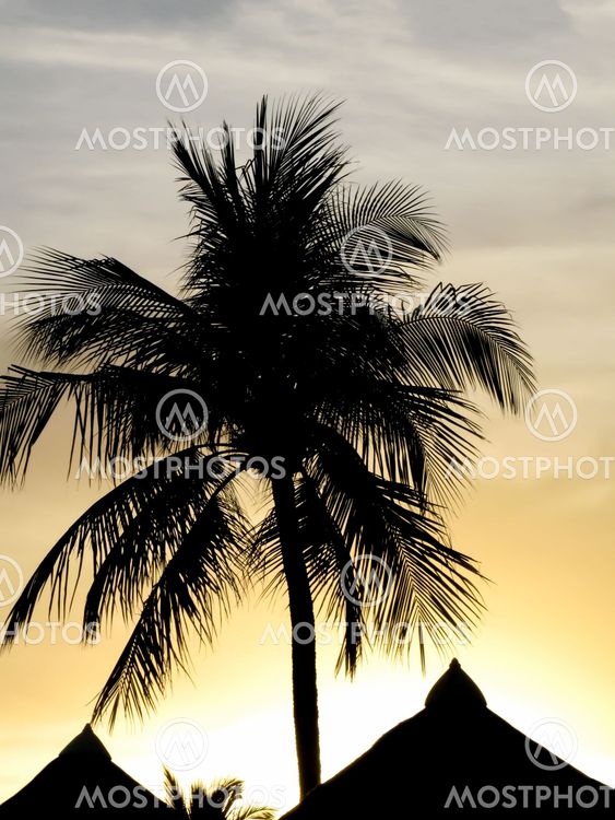 Palm Silhouette