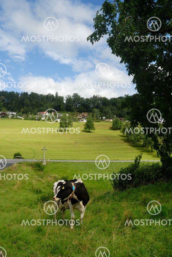 cow in Switzerland