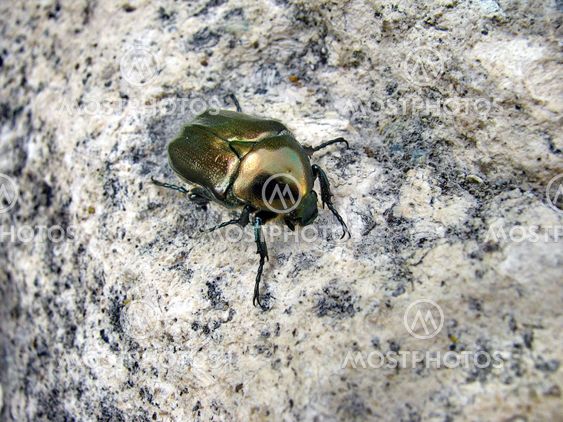 Melolontha melolontha