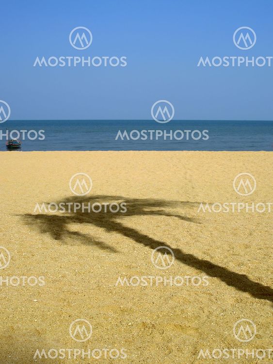 Shadow of palm tree.