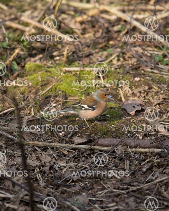 Male Chaffinch on the ground in woodland