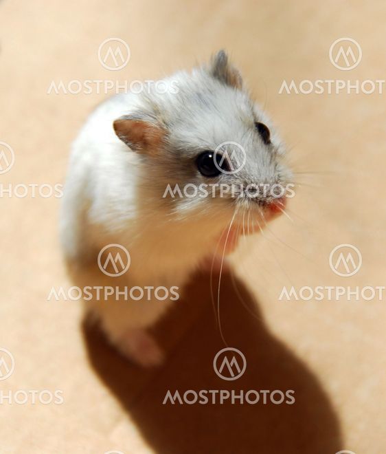 Hamster