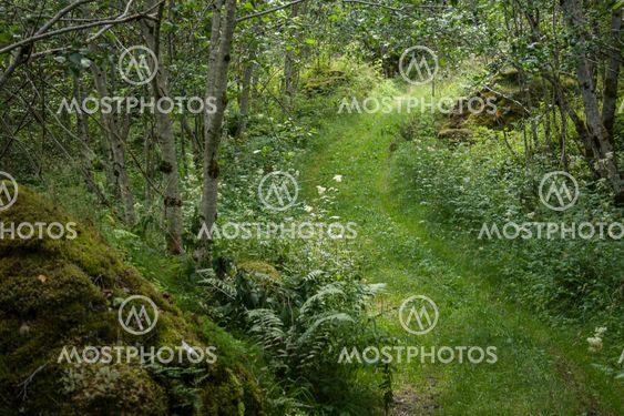 Path to who knows where....