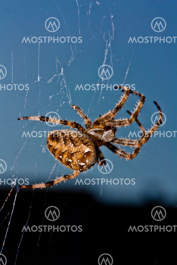 Spider