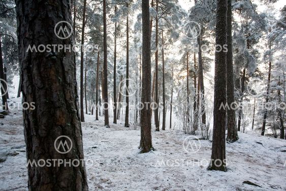 Winter Frost