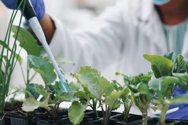 Closeup, science and experiment with plants, research...