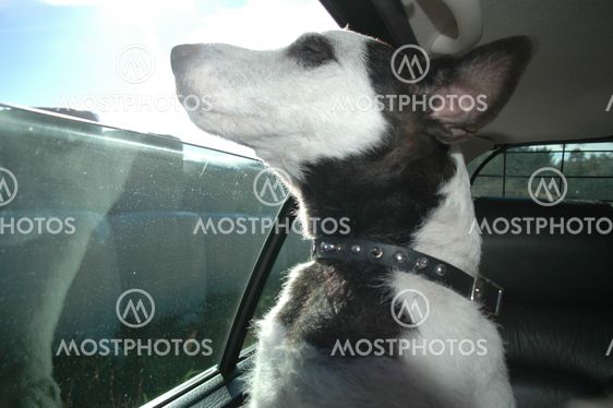 willydog2