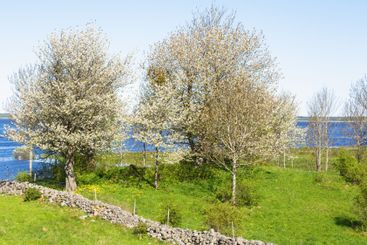 Blossoming cherry trees by a lake