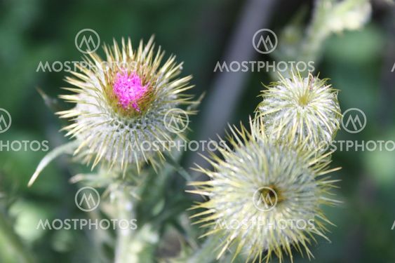 skotska thistle