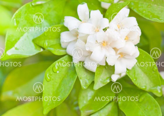 white flower with green leaf after rain drop