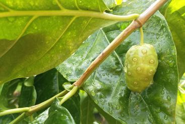 MORINDA CITRIFOLIA in the graden on daylight at Thailand