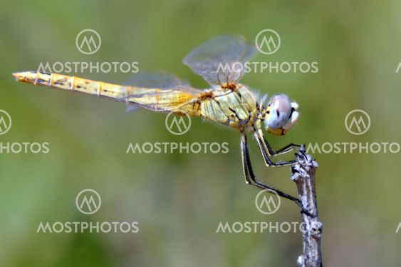 Green Dragonfly