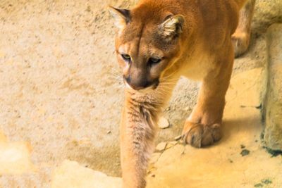 Walking Puma (Mountain Lion, Cougar) Closeup