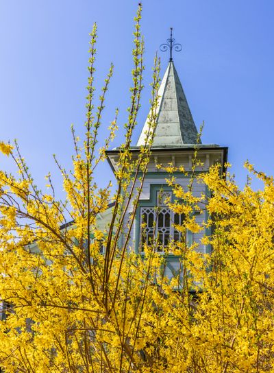 Wooden house with a tower and a flowering forsythia