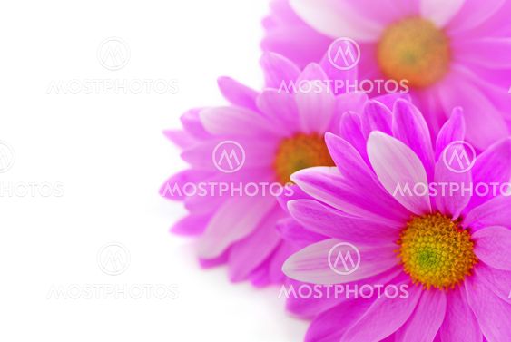 Pink flowers